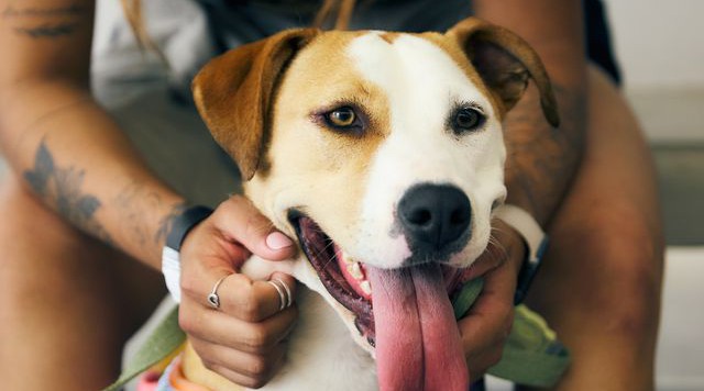 Animais da Zee.Dog Park