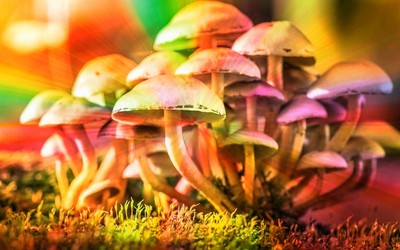 Oregon cria centros de serviço para distribuição de cogumelos mágicos