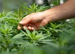 Estudo descobre que compostos da maconha podem ajudar a prevenir infecções pela Covid-19