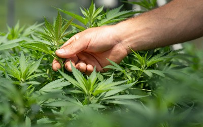 Estudo descobre que compostos da maconha podem ajudar a prevenir infecções pela Covid-19